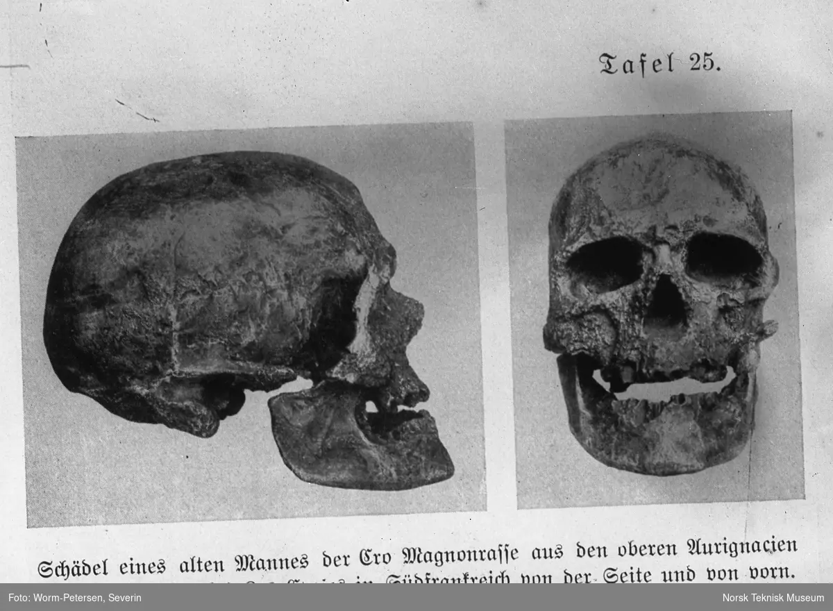 Hodeskalle av gammel mann, avfotografert fra tysk trykk.