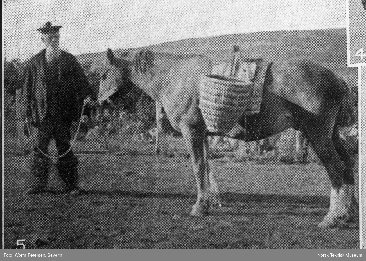 Hest til jordbruksarbeid, Orkenøyene