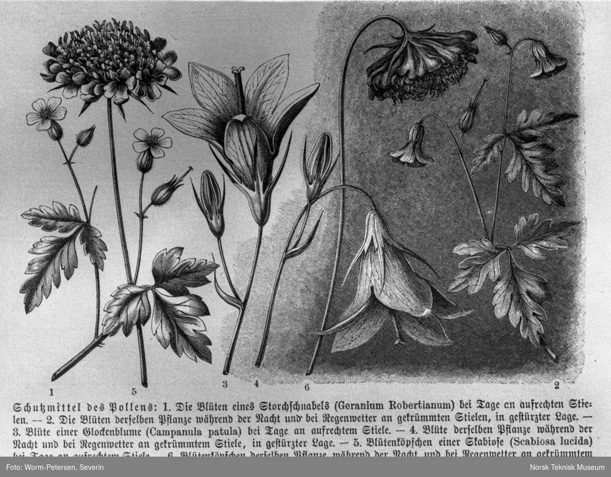 Illustrasjoner botanikk, pollen