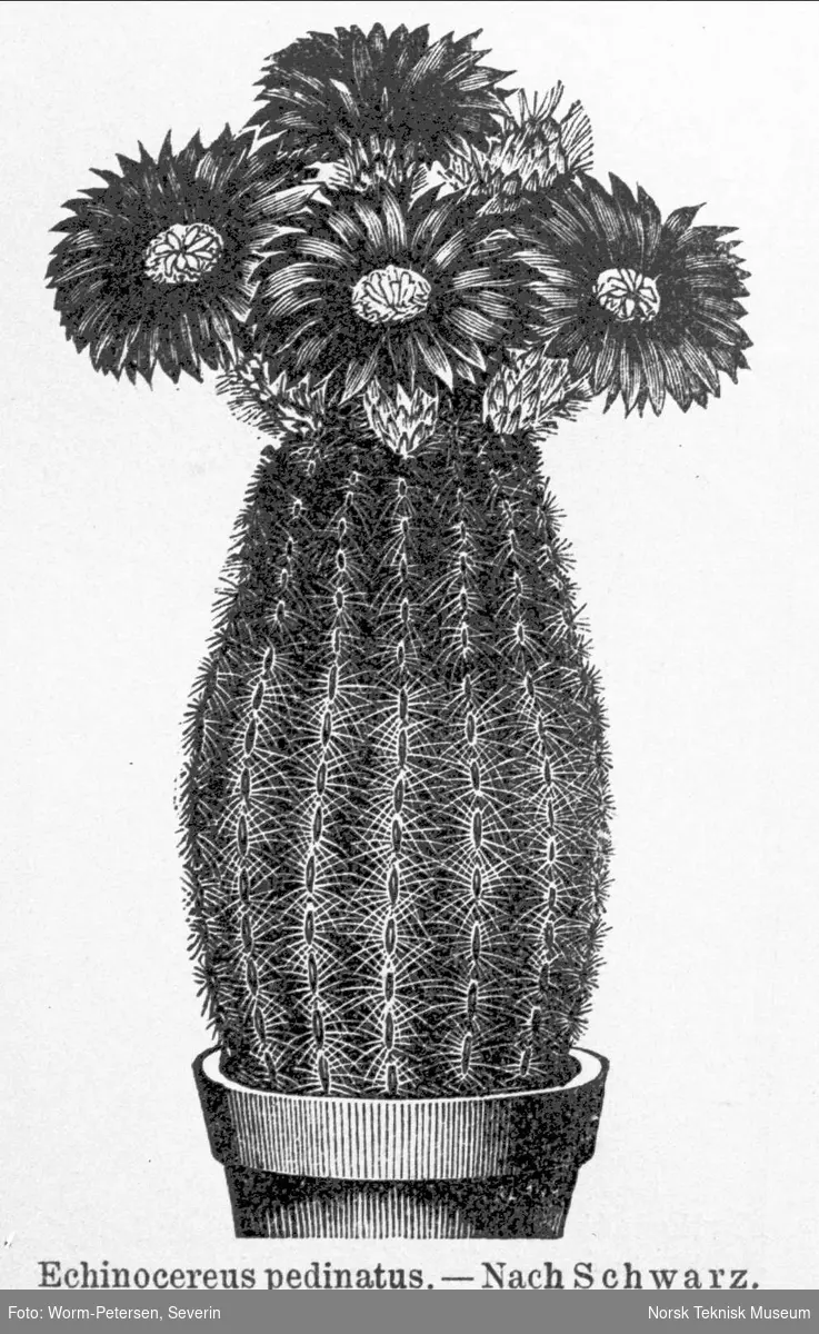 Blomst (Echinocereus pedinatus)