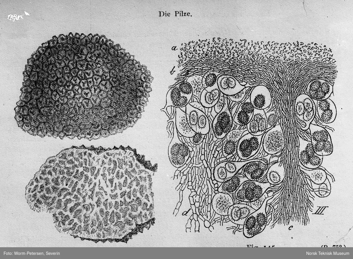 Sopp (Trubelmelanosporum og Tuber rufum)