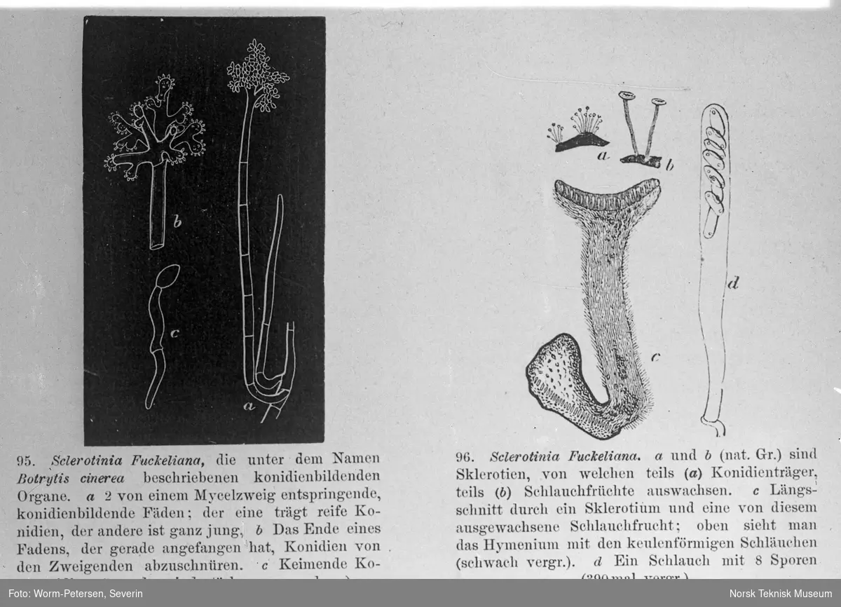 Sopp (Sclerotinia Fuckeliana)