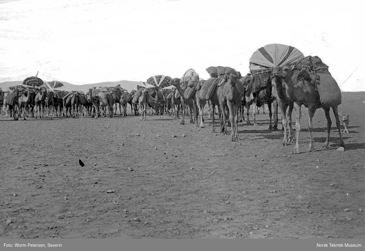 Karavane, Egypt