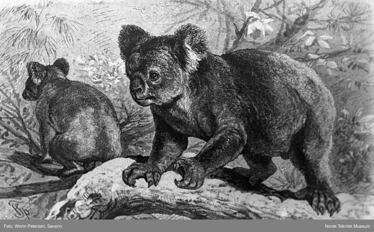 Koalabjørn og lemur-ape