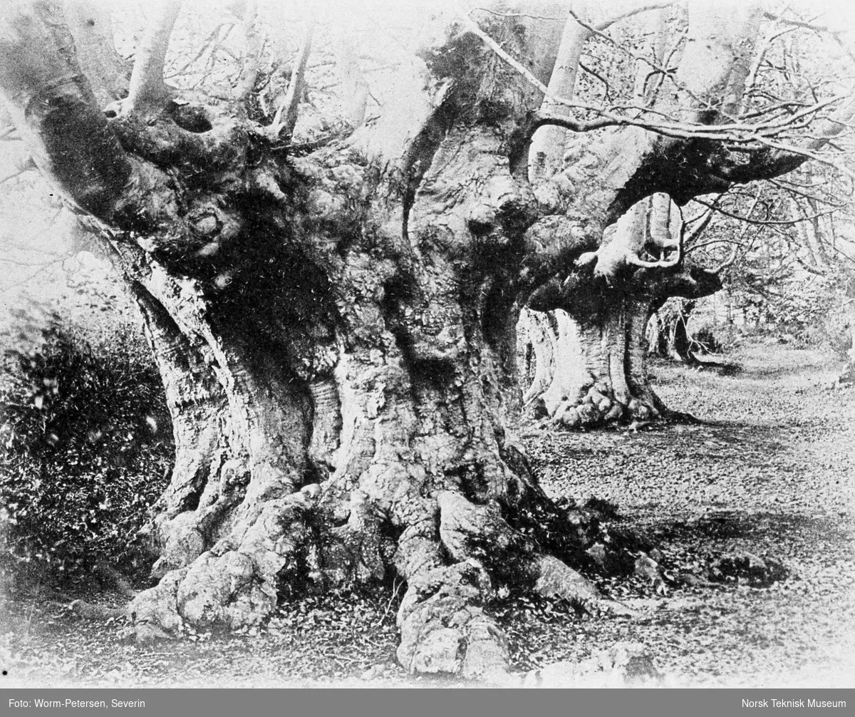 Gamle trær, Burnham Beeches, England