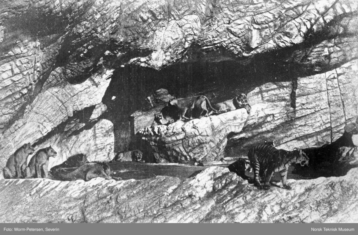 Hagenbeck’s dyrehave i Hamburg, tigere