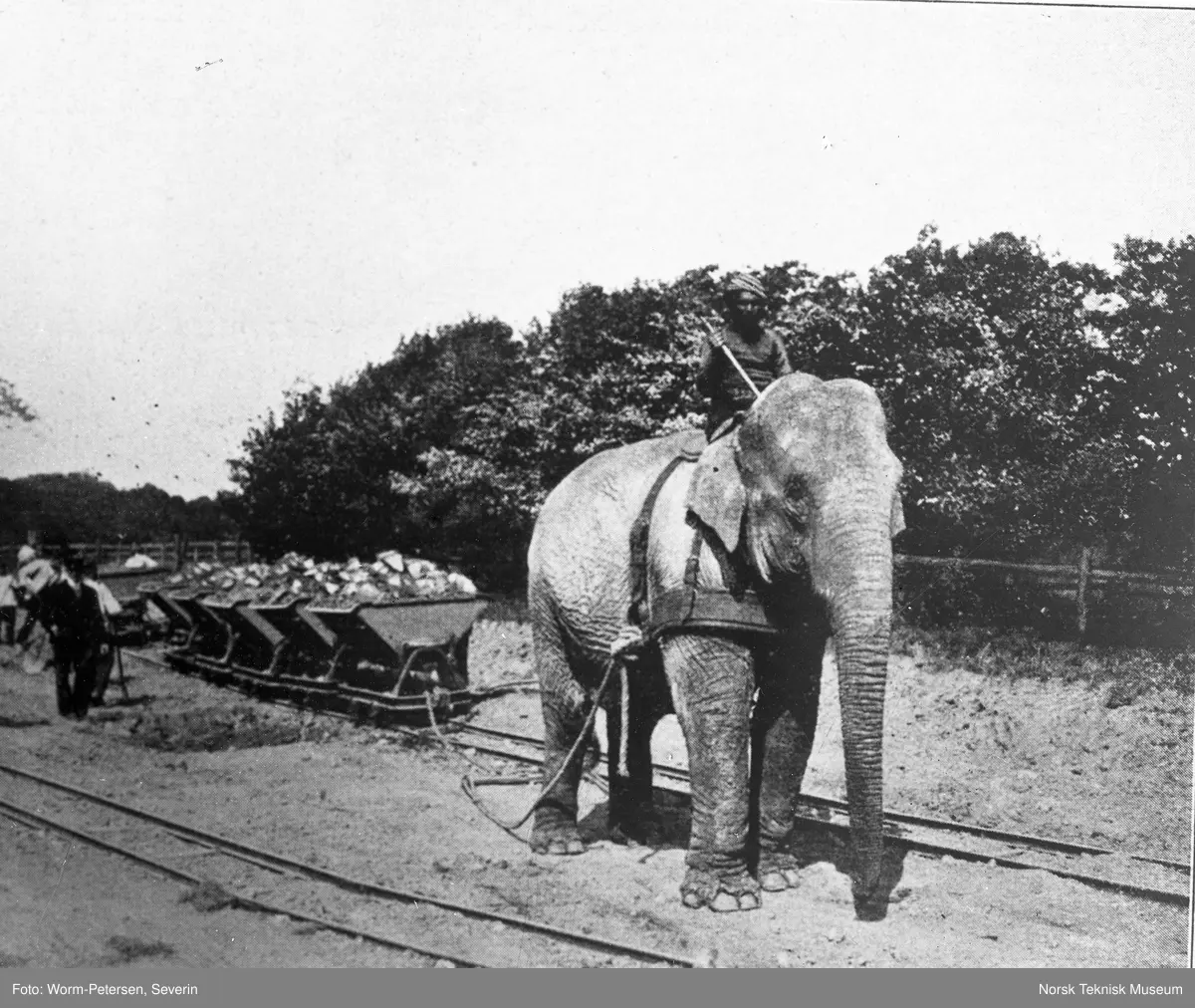 Hagenbeck’s dyrehave i Hamburg, elefant i arbeid