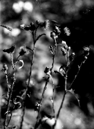 Blommande tistlar.