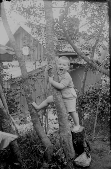 Sven Elof Lindskog klättrar i trädet.
Sommarstugan Fridensborg.