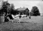 En och en halv vånings bostadshus med förstuga.
Två kvinnor och två tjudrade kor framför huset.
Fröken Larsson
Åkersberg, Bygärdet, Örebro.