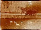 Örebro Slott, södra sidan.
Sex svanar i Svartån.