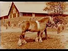 Hästpremiering vid Edsbergs Sanna, Edsbergs socken.
Länets hingst Etard. Ägare: Sven Bergman, Brånsta gård, Kumla socken.
Ekonomibyggnad i bakgrunden.