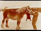 Hästpremiering vid Edsbergs Sanna, Edsbergs socken.
Länets hingst Etard. Ägare: Sven Bergman, Brånsta gård, Kumla socken.
Ekonomibyggnad i bakgrunden.