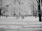 Karolinska Läroverket skymt av en massa träd, snö och rimfrost.