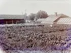 Västhus och trädgårdsland.
Direktör Erik Zetterlöf
Eriksdal,  Örebro.