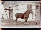 Man med häst.
Handl. J.E. Öholm