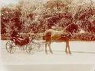 Häst spänd framför promenadvagn med en man i.
Vedhandlare Janne Johansson