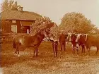 Bostadshus, en man, en pojke, en häst och 2 oxar.
Karl Tillberg