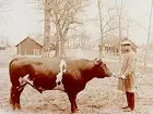 Götarsviks Herrgård.
En man med en tjur. Herrgården med flyglar i bakgrunden.
Direktör Gottfrid Berglund