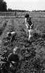 Jordgubbsplockare, 20 augusti 1965

Kvinna och tre små barn plockar jordgubbar på jordgubbsfältet. Kvinnan håller en korg i sina händer. På denna står kartonger med jordgubbar i.