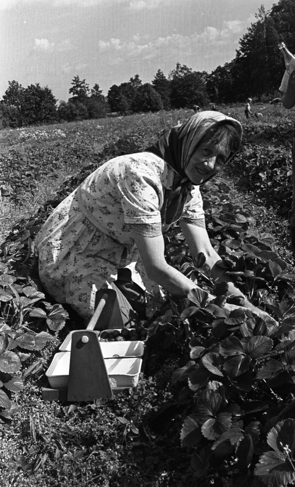 Jordgubbsplockare, 20 augusti 1965

En bild på en leende kvinna som plockar jordgubbar på jordgubbsfältet en solig dag. Hon bär en kortärmad sommarklänning samt har en schalett på huvudet. Vid sidan om henne står en korg som innehåller kartonger att lägga jordgubbar i. I bakgrunden skymtar jordgubbsplockande barn och vuxna.