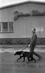 Blind kille 7 april 1966

En blind man är ute och går med sin ledarhund - en svart labrador. I bakgrunden finns ett hus med en skylt med texten 