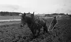 Mra 30 juni 1966

En man plöjer en åker med hjälp av en plog som dras av en häst. I bakgrunden syns en gata samt ett flertal byggnader.