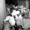 Cirkus i stan.
Bildsidan.
21 maj 1955