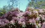 Rododendron i Stadsparken.