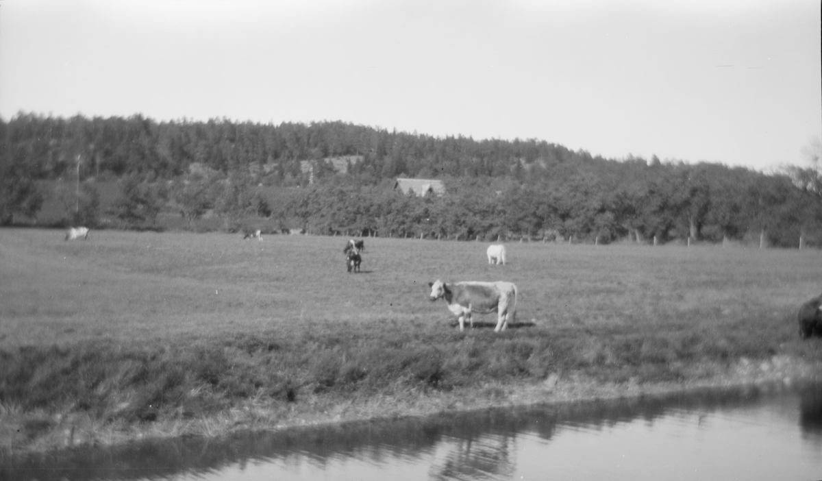 Kuer på beite, trolig ved Linderud Gård.