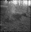 Fornlämning nr 3. Nycklabacken. Rotvälta på gravhög.