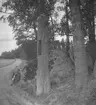 Kullängen. 17 juli 1941. 
Trädet på bilden utgör den ena grindstolpen för en kraftig fällbom, som satt vid huvudinfarten till Kullängsstugan. Det var den namnkunnige 