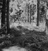 Kårstahult, fornlämning.
19 juni 1945