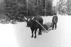 Kvarnskjuta, oxe med släde, en man.
Trösslingstorp.
Vinterbild.
Mars 1945.