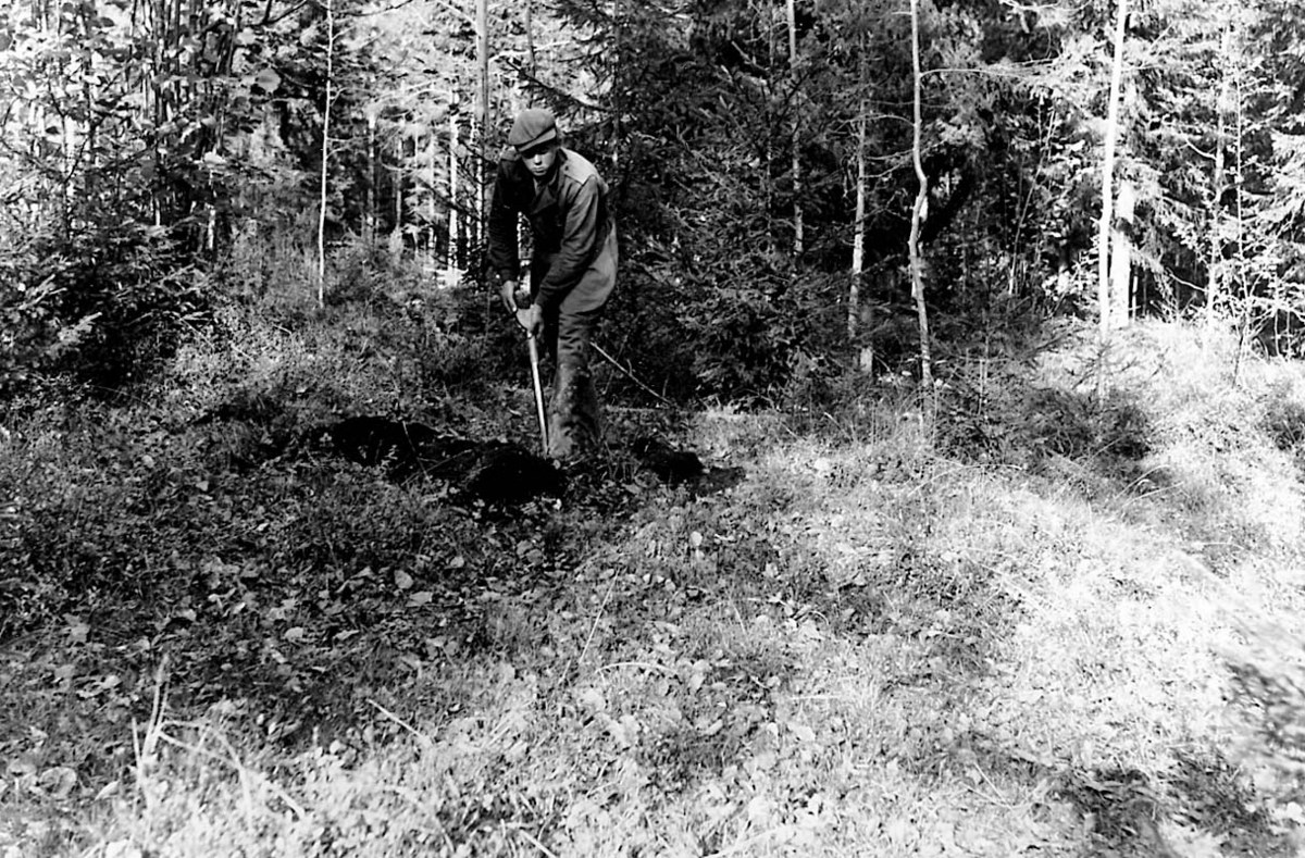 Utgrävning, en man.
Alf Eriksson (Arne Erikssons bror) gräver vid Gullebolet.