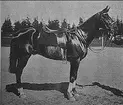 Kavalleriskolan 1908-09 samt tävlingar 1911-14.   
C A Torén framstående prishoppningshäst Falken. Deltog bl.a. i olympiaden 1912 i Stockholm.