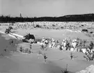 Infanteriförband iklädda snödräkt på skidor tolkar efter bandvagn 202.