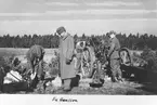 Furir Hansson vid Gotlands artilleriregemente A 7 övar med 7,5 cm kanon m/1940.