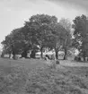 Norrby, fornlämningar.
25 september 1946