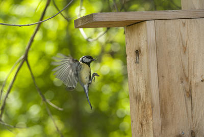 Bildet viser en kjøttmeis som flyr inn i en fuglekasse.