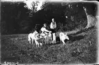 Drottning Victorias bilder. Prinsarna Wilhelm och Gustaf Adolf lekande med hundar.