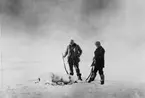 Ett välkommet byte (isbjörn). Till vänster Fraenkel och till höger Strindberg. Framtagning av bilderna gjordes av docent John Hertzberg år 1930 på Fotografi, Tekniska Högskolan.