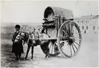 Bondkärra på Apcheron.
Bilden ingår i två stora fotoalbum efter direktör Karl Wilhelm Hagelin som arbetade länge vid Nobels oljeanläggningar i Baku.