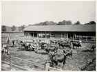 Redskapsliden, Bränninge 1910.
Bilden ingår i två stora fotoalbum efter direktör Karl Wilhelm Hagelin som arbetade länge vid Nobels oljeanläggningar i Baku.