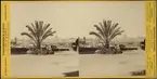 Stereobild, palm med Rom i bakgrunden.