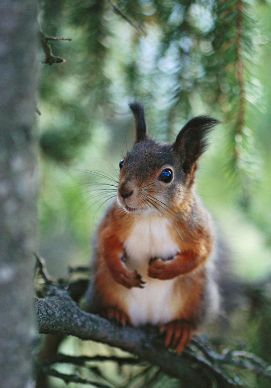 Bildet viser et ekorn som sitter på en grein, med skogen som bakgrunn