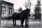 Yllestads prästgård, omkring 1910. Carl Fristedt var kyrkoherde i Yllestad.