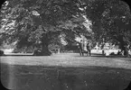 Skioptikonbild med motiv från park i London, möjligen Hyde Park. Sällskap på promenad.