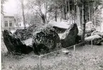 Planteringsförbundets park. Gånggriften Kyrkerör strax före restaureringsarbetets början 1928. Graven sedd från nordost - kammarens norra del med nedfallet takblock av kalksten samt kullvräkta sidohällar.