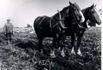 Johan Kullander vid potatisupptagning på Makeflaken i Torbjörntorp 1925. Makeflaken låg ca 2 km från Ljusås.